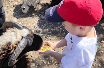 A journey into farm; between tradition and nature